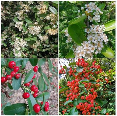 Pyracantha fortuneana (Maxim.) Li: A comprehensive review of its phytochemistry, pharmacological properties, and product development